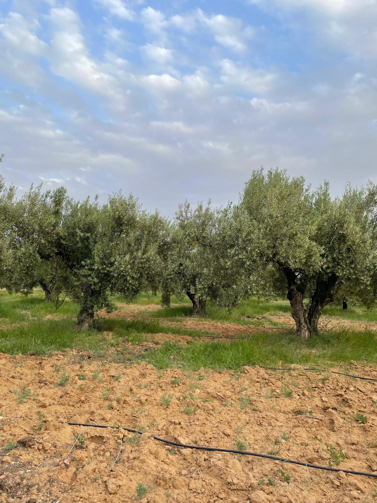 Tunisian landscape